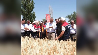 Karaman'da Yerli ve Milli Arpa Çeşitleri Hasat Edildi: Üreticilere Yönelik Tavsiyeler Yolda
