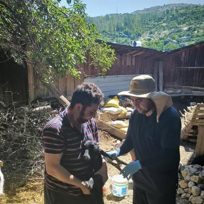 Karaman Başyayla'da Hayvan Sağlığı Çalışmaları Hız Kesmiyor