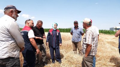 Karaman'da Buğday Hasadı İncelemesi: İl Müdürü Bulut Üreticilerle Bir Araya Geldi